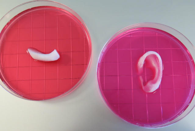 Scientists move closer to 3D printing an ear 1 primary_37-print