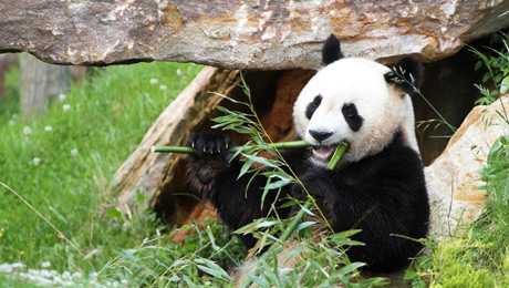 New zoo uses drones to care for animals 1 bea-zoological