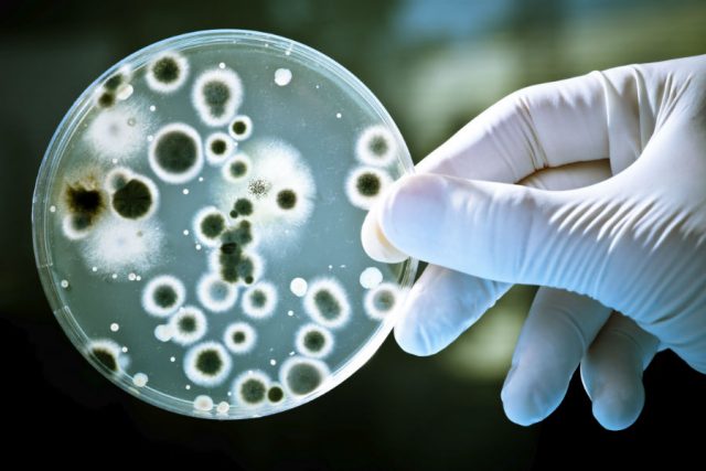 bacteria-640x427-Smartphone