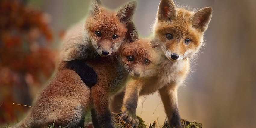Ανοίξτε τις καρτέλες στο Firefox με λειτουργία αναστολής λειτουργίας 1 Ανοίξτε τις καρτέλες στο Firefox με λειτουργία αναστολής λειτουργίας